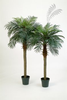PHOENIX PALM 1536N